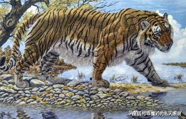中国一号巨虎，一位时代的传奇人物，中国一号巨虎，时代的传奇人物