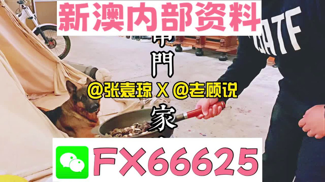 新澳门管家婆免费资料查询，探索与解析，澳门管家婆免费资料查询解析指南