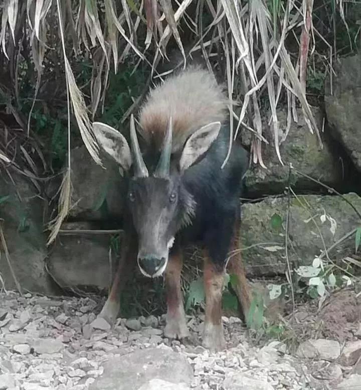 王中王四不像图必特一肖