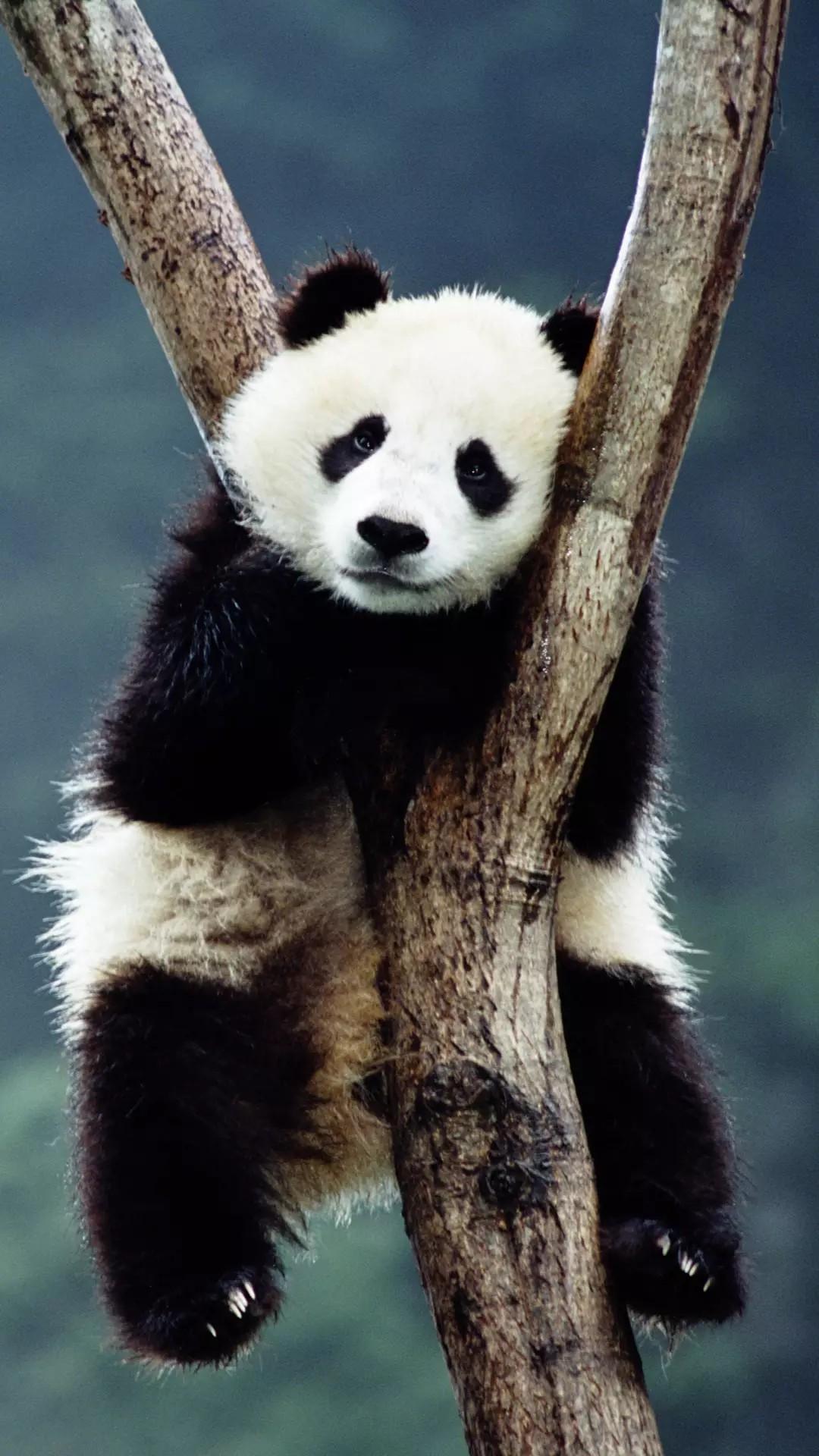 苏57手机壁纸，科技与艺术的完美融合，苏57手机壁纸，科技与艺术的极致融合