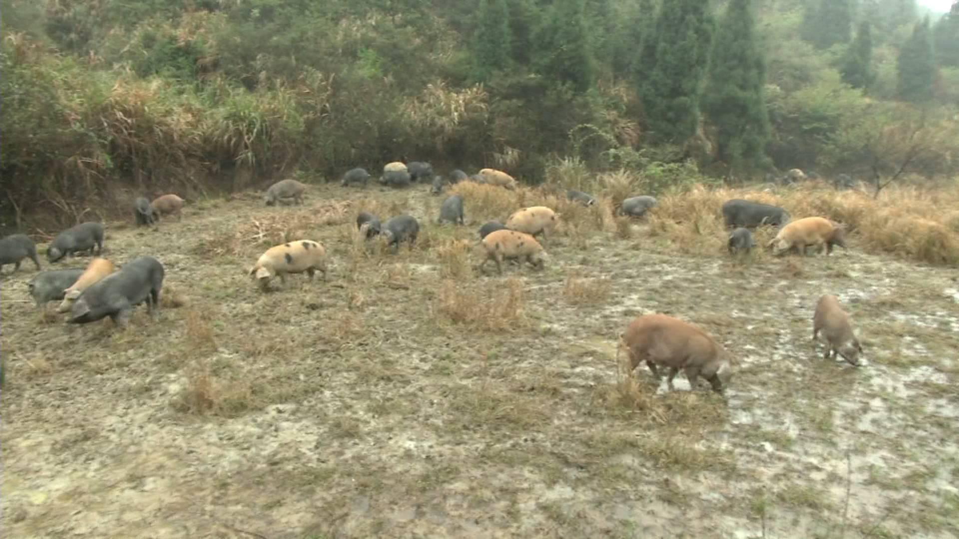 海军咸宁舰，展现中国力量的重要一环，海军咸宁舰，展现中国力量的关键一环