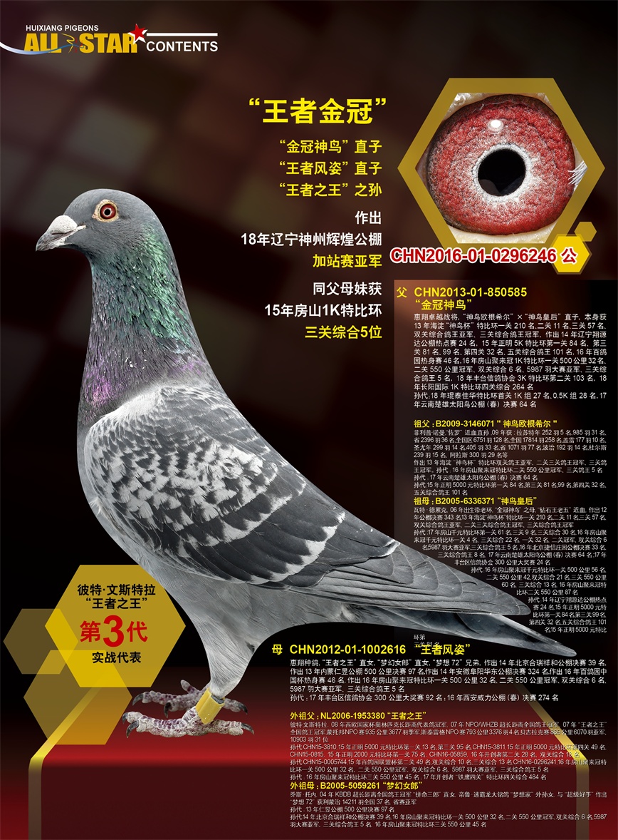 揭秘049王中王风冠一肖的神秘面纱，揭秘王中王风冠一肖的神秘面纱