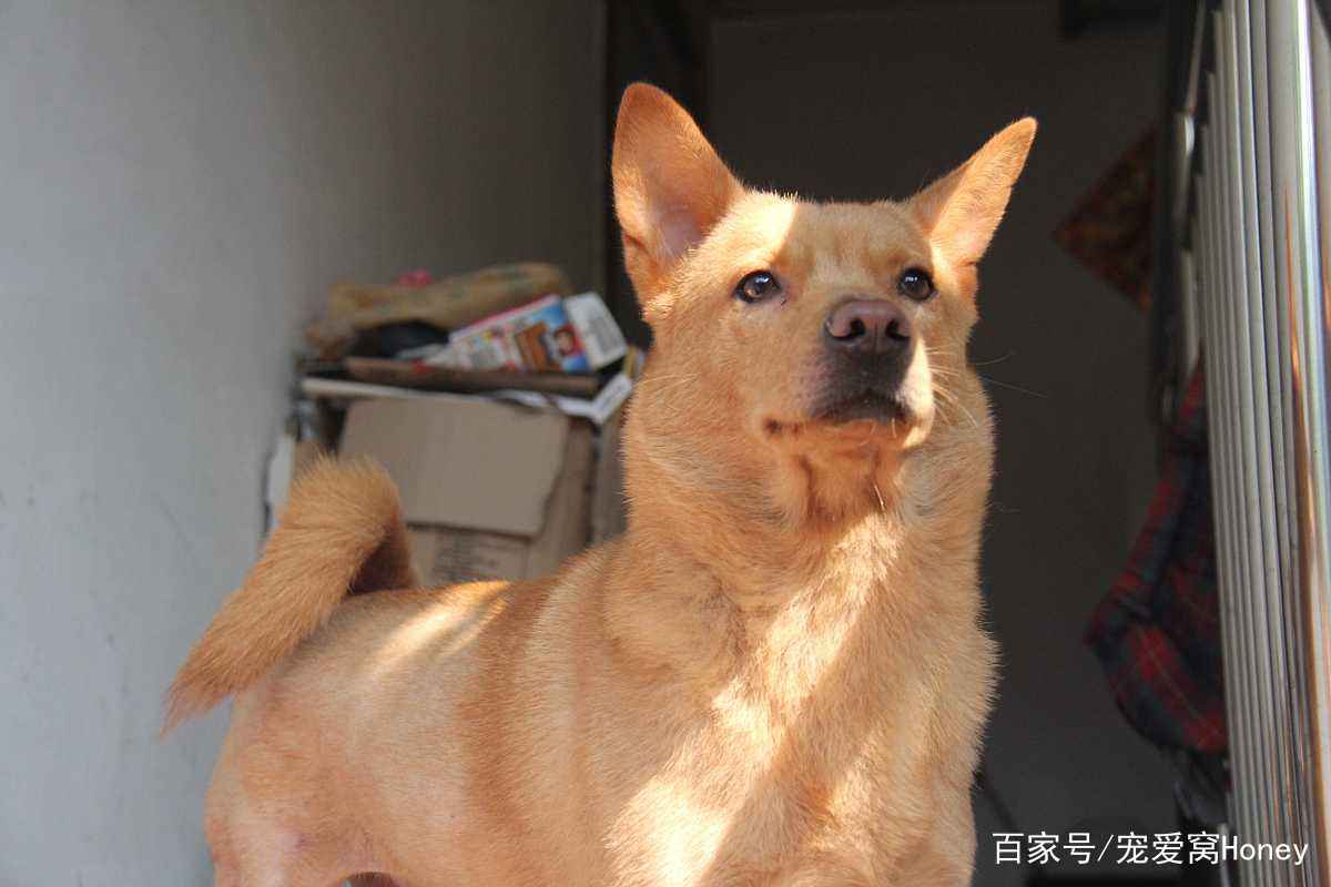 一码一肖一待一中四不像探索