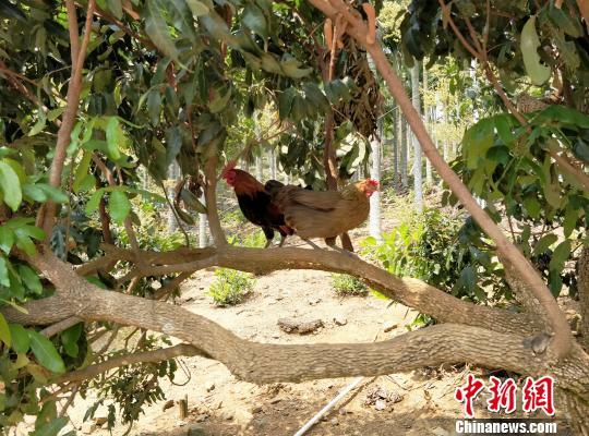 海南岛战役，解放全岛的壮丽篇章，海南岛战役，解放全岛的辉煌篇章