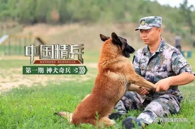 揭秘中国最强陆军猛虎团，揭秘中国陆军第38集团军猛虎团的故事，揭秘中国陆军第38集团军猛虎团传奇故事，最强陆军猛虎团的荣耀与担当