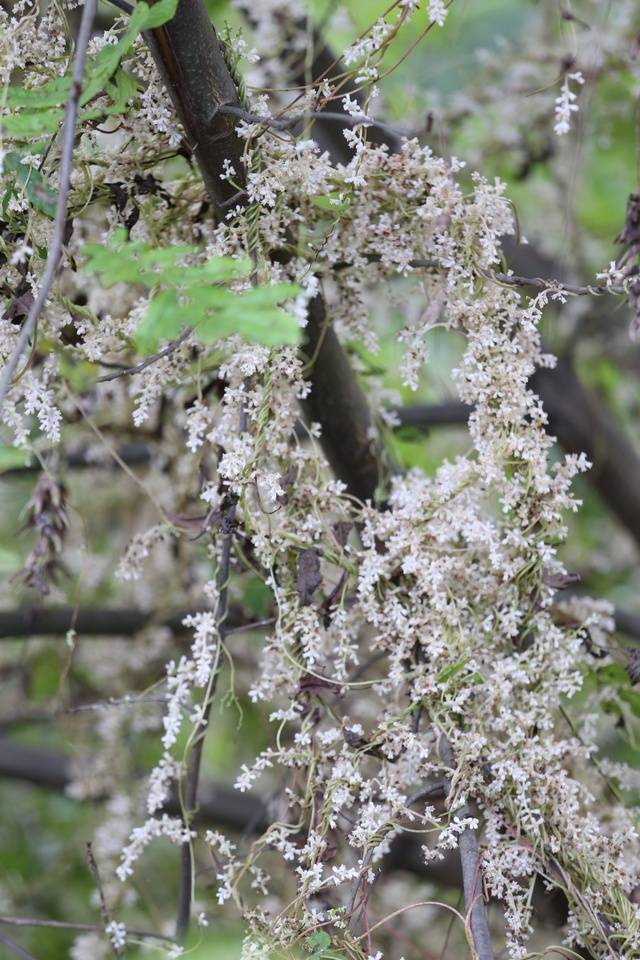 今天也是莬丝花魏满十四岁，莬丝花魏满十四岁，成长的新篇章