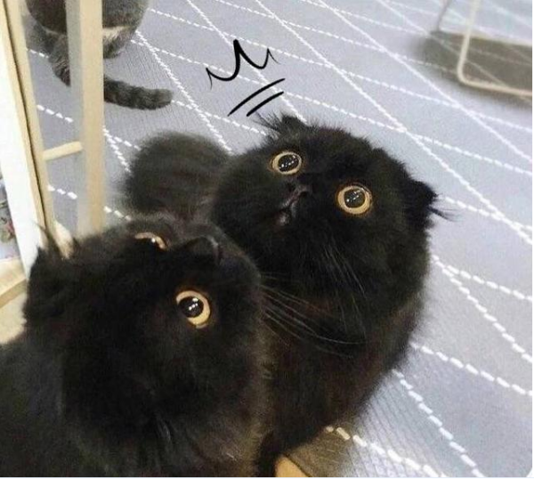 鼎盛军事论坛中的独特声音，吃薄荷的猫，鼎盛军事论坛独特声音，吃薄荷的猫观察分析军事动态