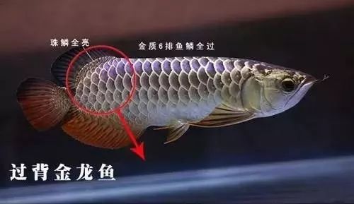 武吉美拉B级过背金龙价格及其市场影响，武吉美拉B级过背金龙价格走势与对市场的影响分析
