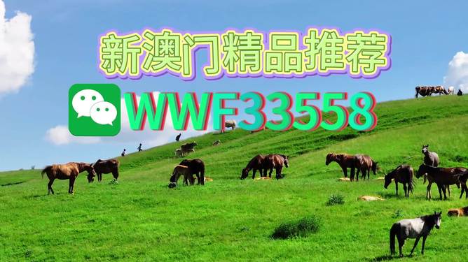 揭秘精准四生肖，探寻77777与88888背后的神秘面纱，揭秘四生肖背后的神秘面纱，探寻数字77777与88888的奥秘