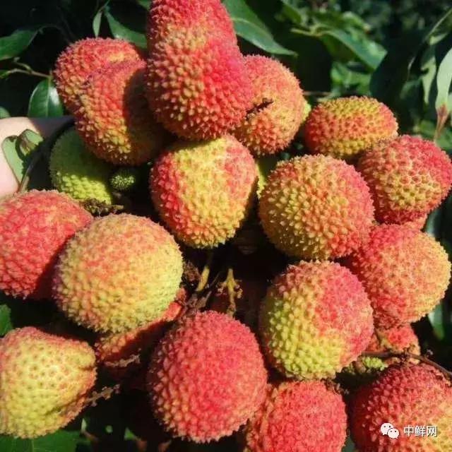 王中王妃子一肖